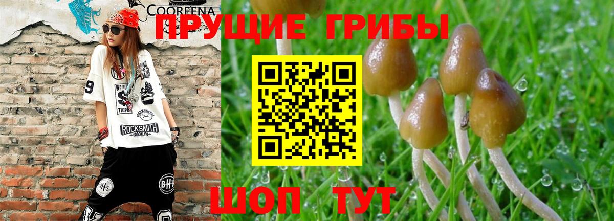 Новокубанск  Псилоцибиновые грибы Psilocybine cubensis  Псилоцибиновые грибы GOLDEN TEACHER  где можно купить наркотик  Вход с VPN 